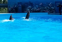 Дельфинарий Оскар в Генической Горке на Азовском море