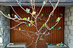 Зоопарк Сафарі: Дерево з папужками