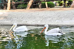 Семья пеликанов