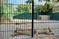 Лев Африканський у зоопарку Сафарі