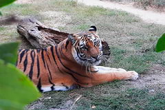 Тигр Амурский в зоопарке Сафари