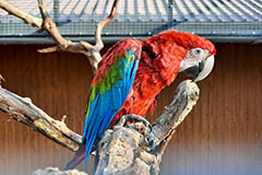 Зоопарк Сафари: Попугай Ара