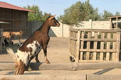 Зоопарк Сафари: домашняя коза