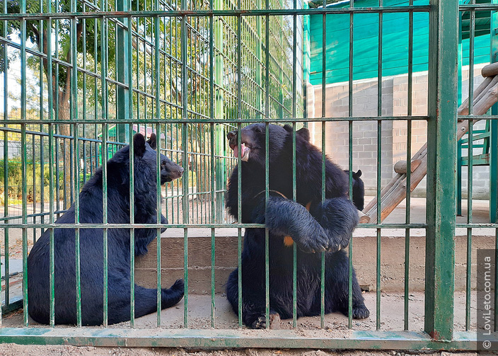 Гималайские медведи в зоопарке Сафари