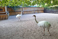Зоопарк Сафарі: страуси Ему