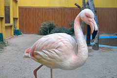 Зоопарк Сафарі: рожевий фламінго