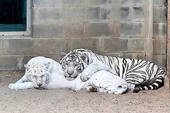 Білий бенгальський тигр