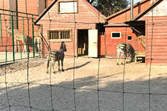 Зебры в зоопарке Сафари
