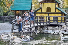 Сотрудник зоопарка кормит пеликанов