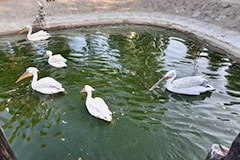 Белые пеликаны в зоопарке Сафари