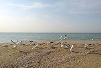 Бердянск: пляж на Шпиле, фото 5