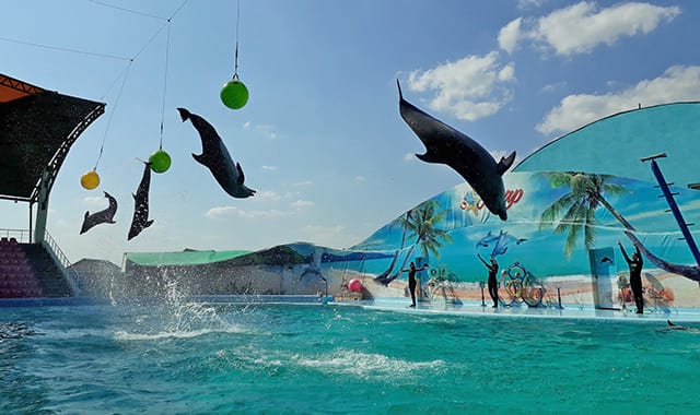 Фото кирилівського дельфінарію
